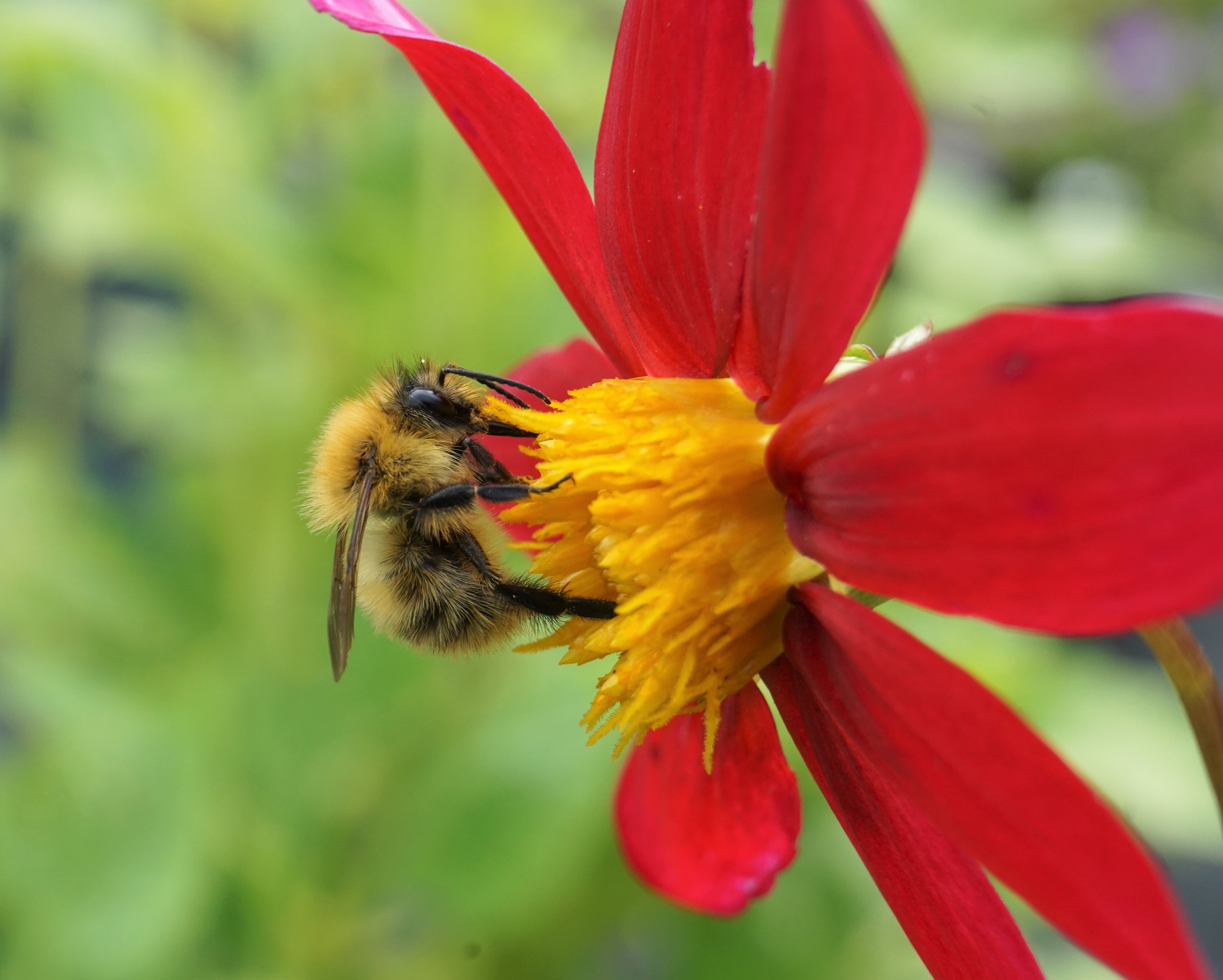 Bee-Lines - Insect Superhighways Featured Image