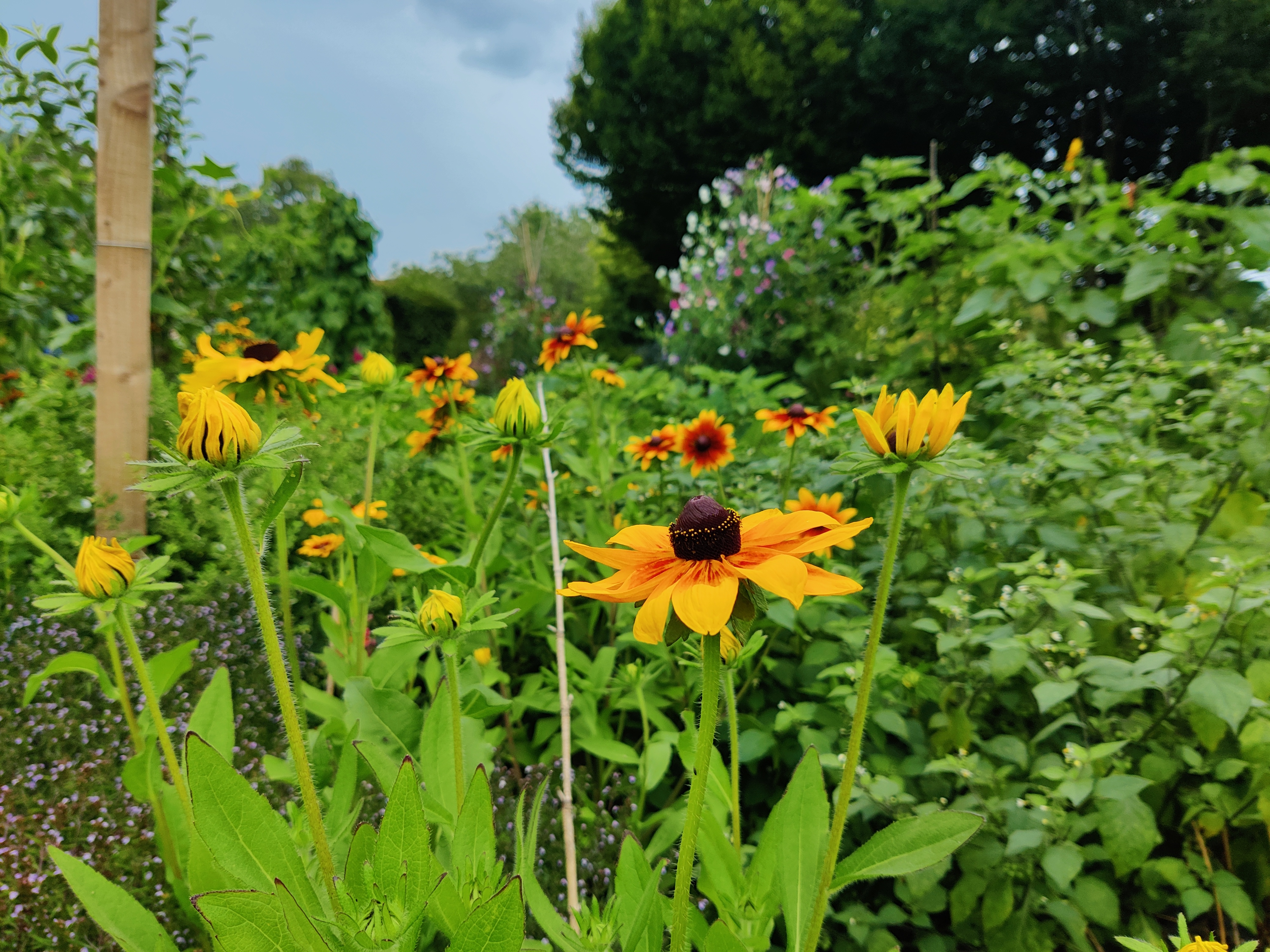 Growing Cut Flowers Featured Image