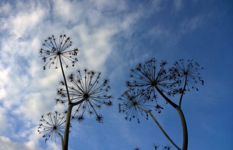 Cutting Back Featured Image