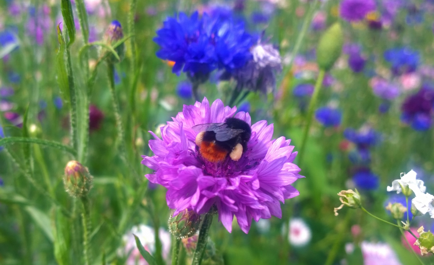 RHS to Become Peat Free Featured Image